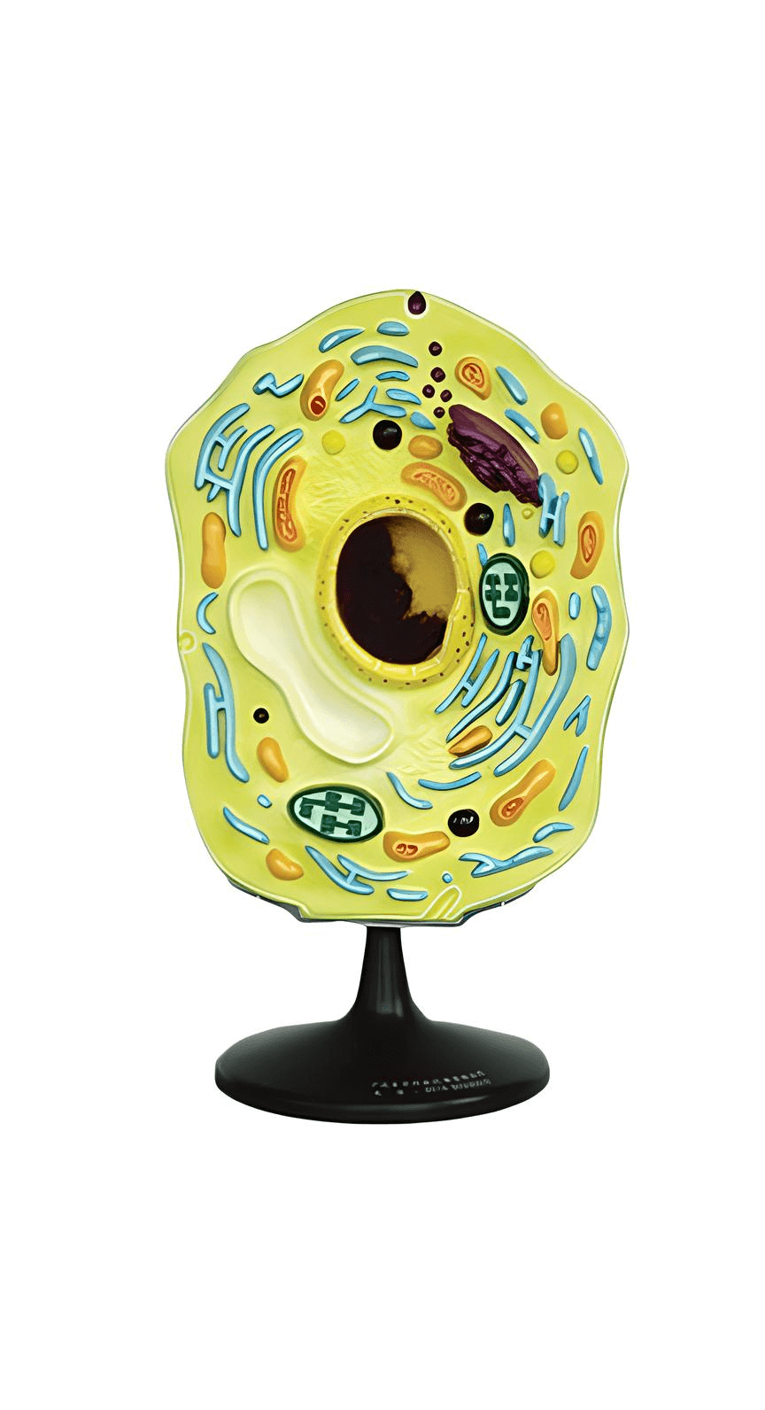 logoหุ่นจำลองเซลล์พืช