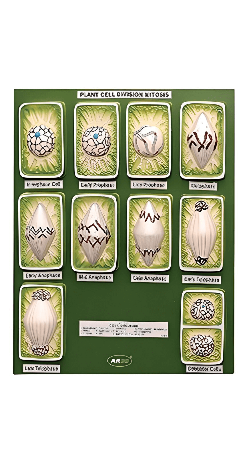 logoแบบจำลองไมโทซิสพืช