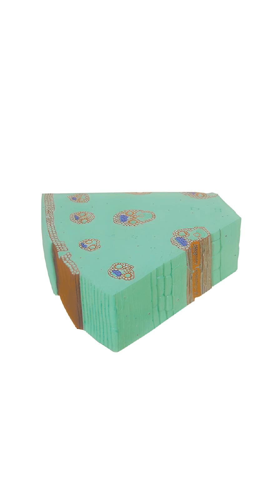 logoหุ่นจำลองลำต้นพืชใบเลี้ยงเดี่ยว