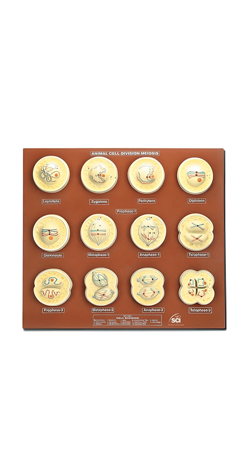 logoแบบจำลองไมโทซิสสัตว์