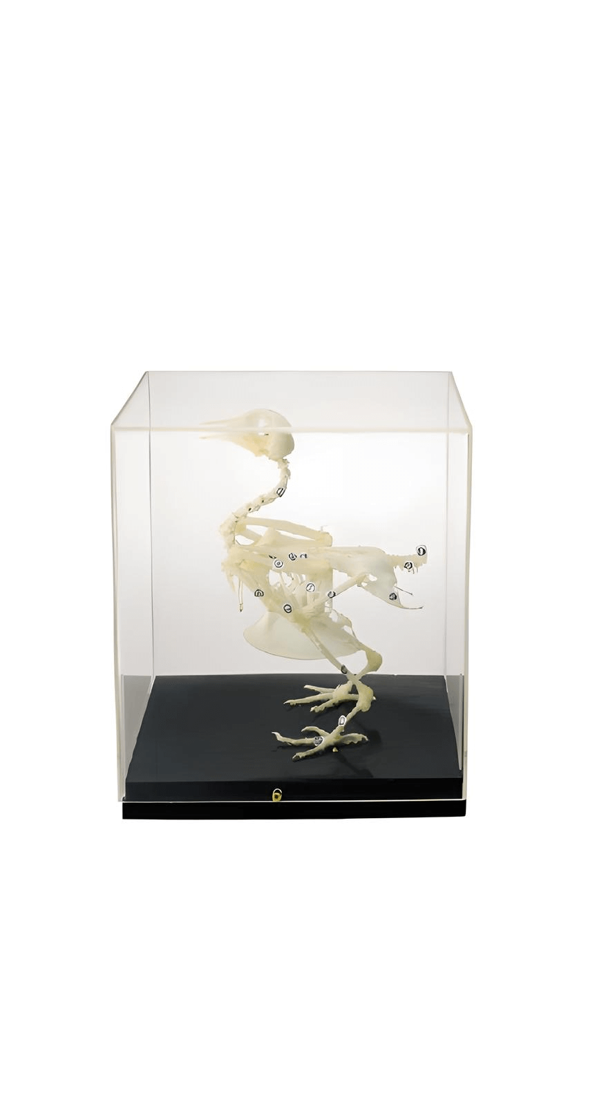 logoโครงกระดูกนกพิราบ