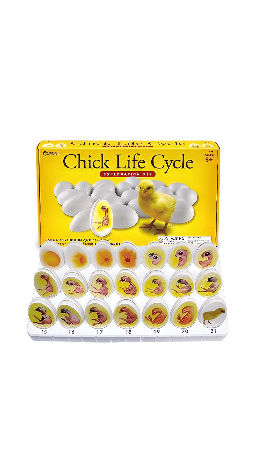 logoวงจรเอ็มบริโอไก่ (21 ฟอง)