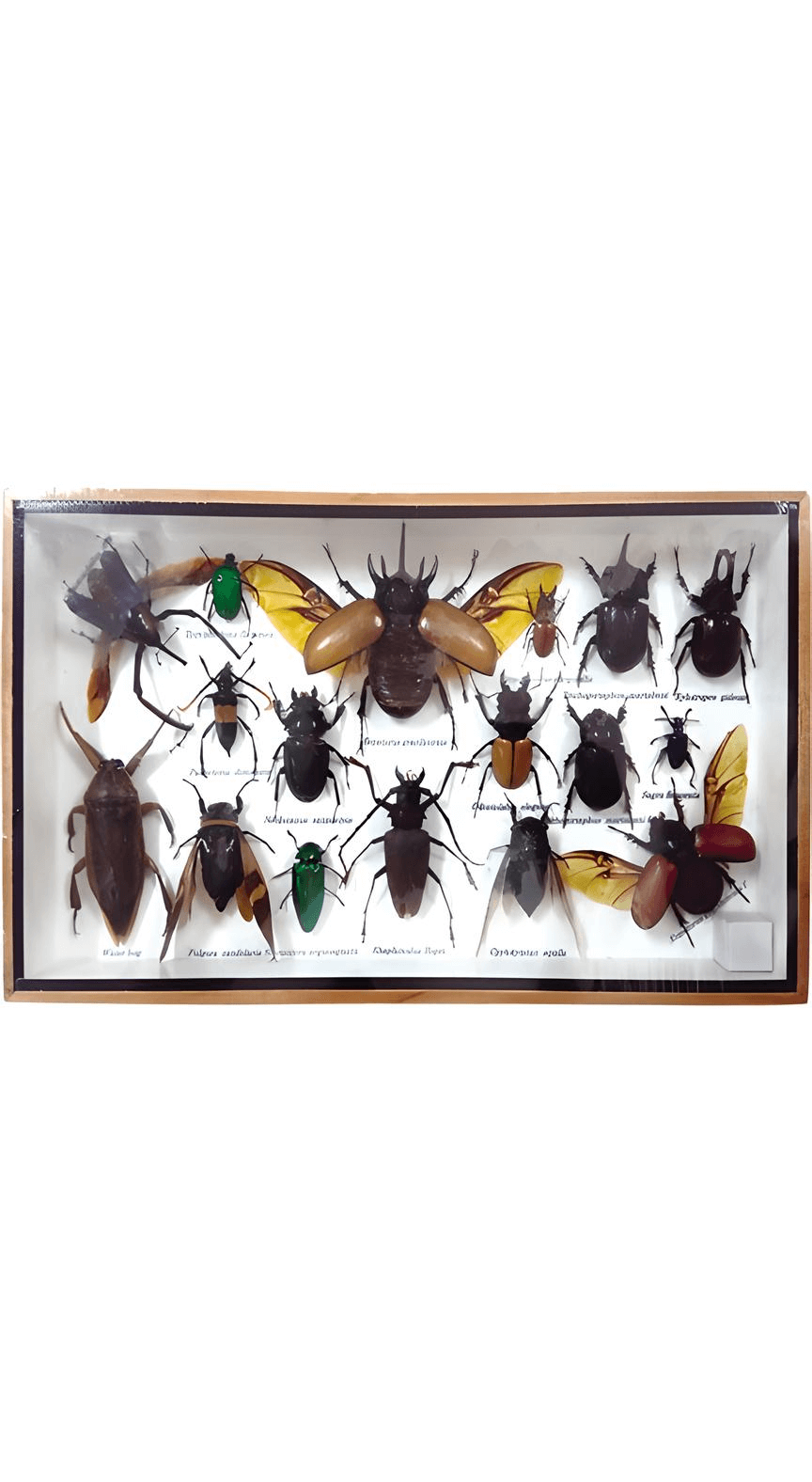 logoกล่องแมลงตัวอย่างแมลงสต๊าฟ L