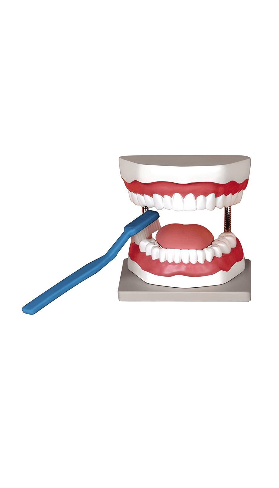 logoหุ่นจำลองฟัน 3 เท่า