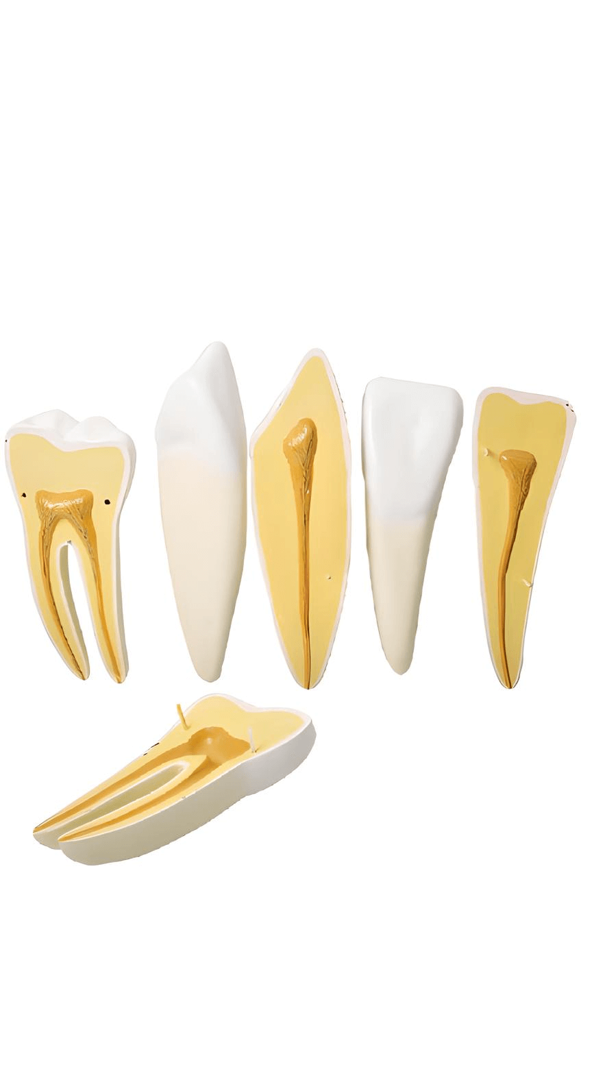 logoหุ่นจำลองโครงสร้างรากฟัน