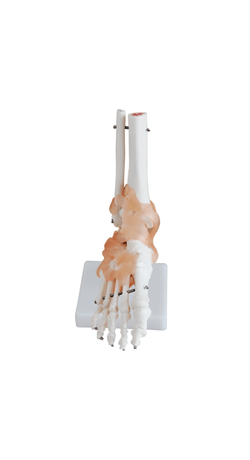 logoหุ่นจำลองกระดูกเท้า