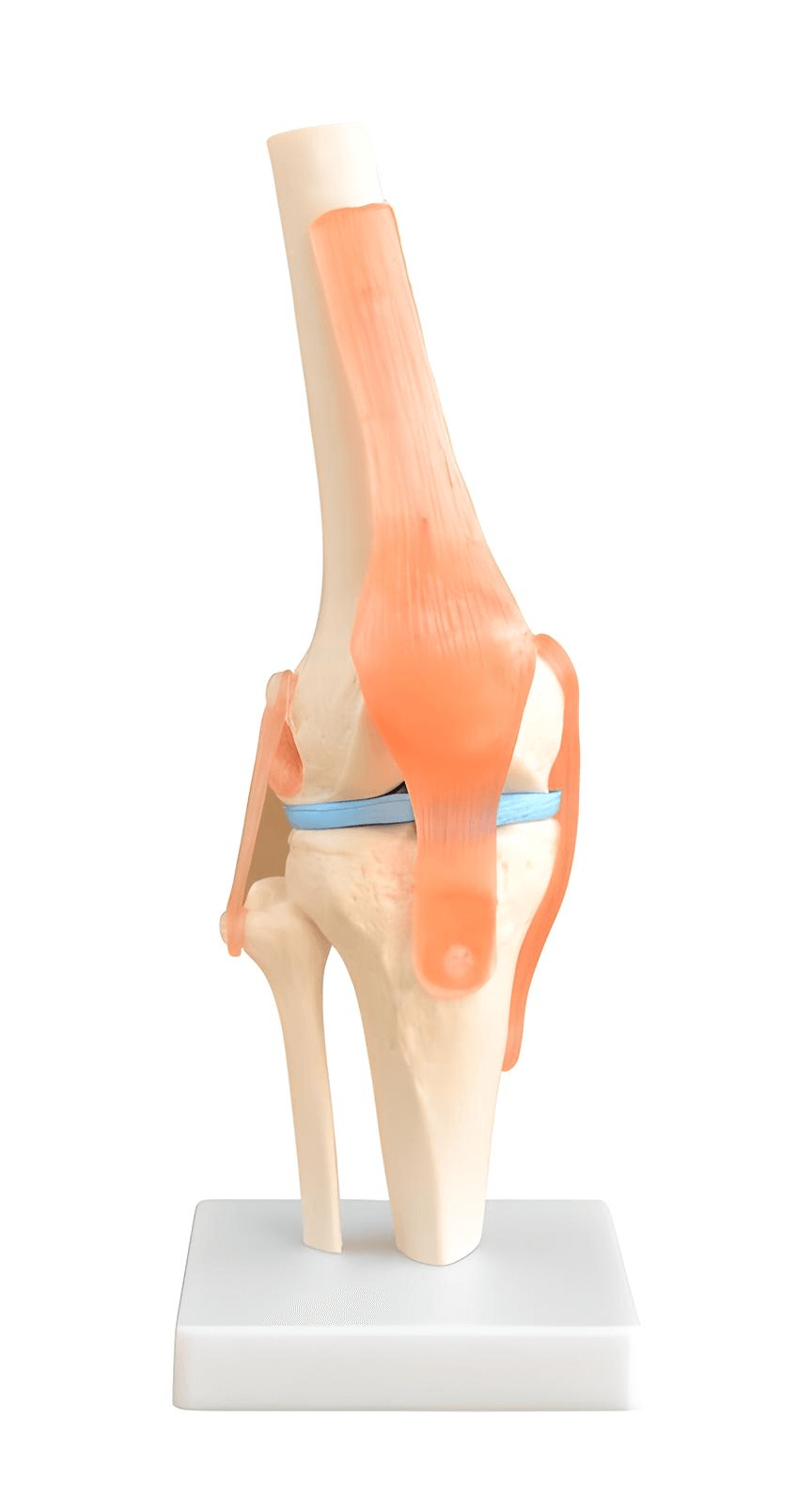 logoหุ่นจำลองกระดูกข้อเข่า