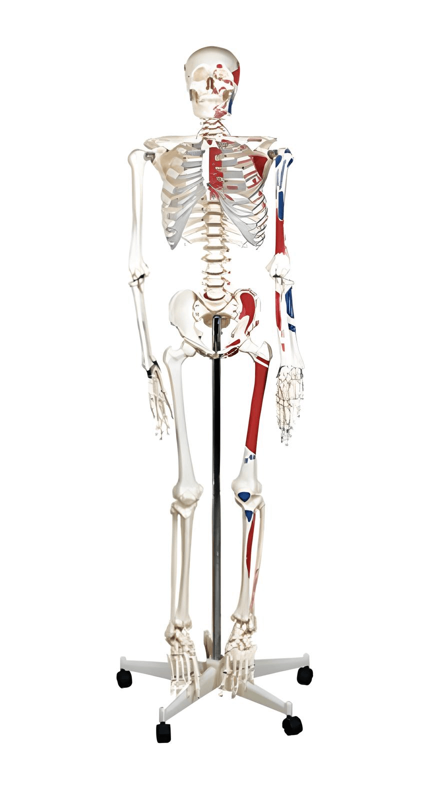 logoหุ่นโครงกระดูก 180 ซม. (กล้ามเนื้อ)