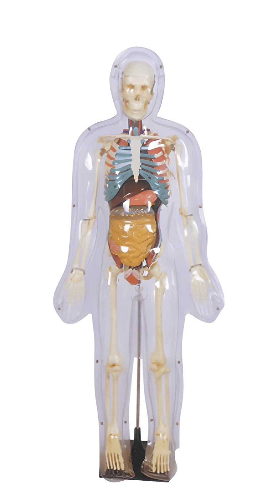 logoหุ่นจำลองอวัยวะ โปร่งใส 85 ซม.