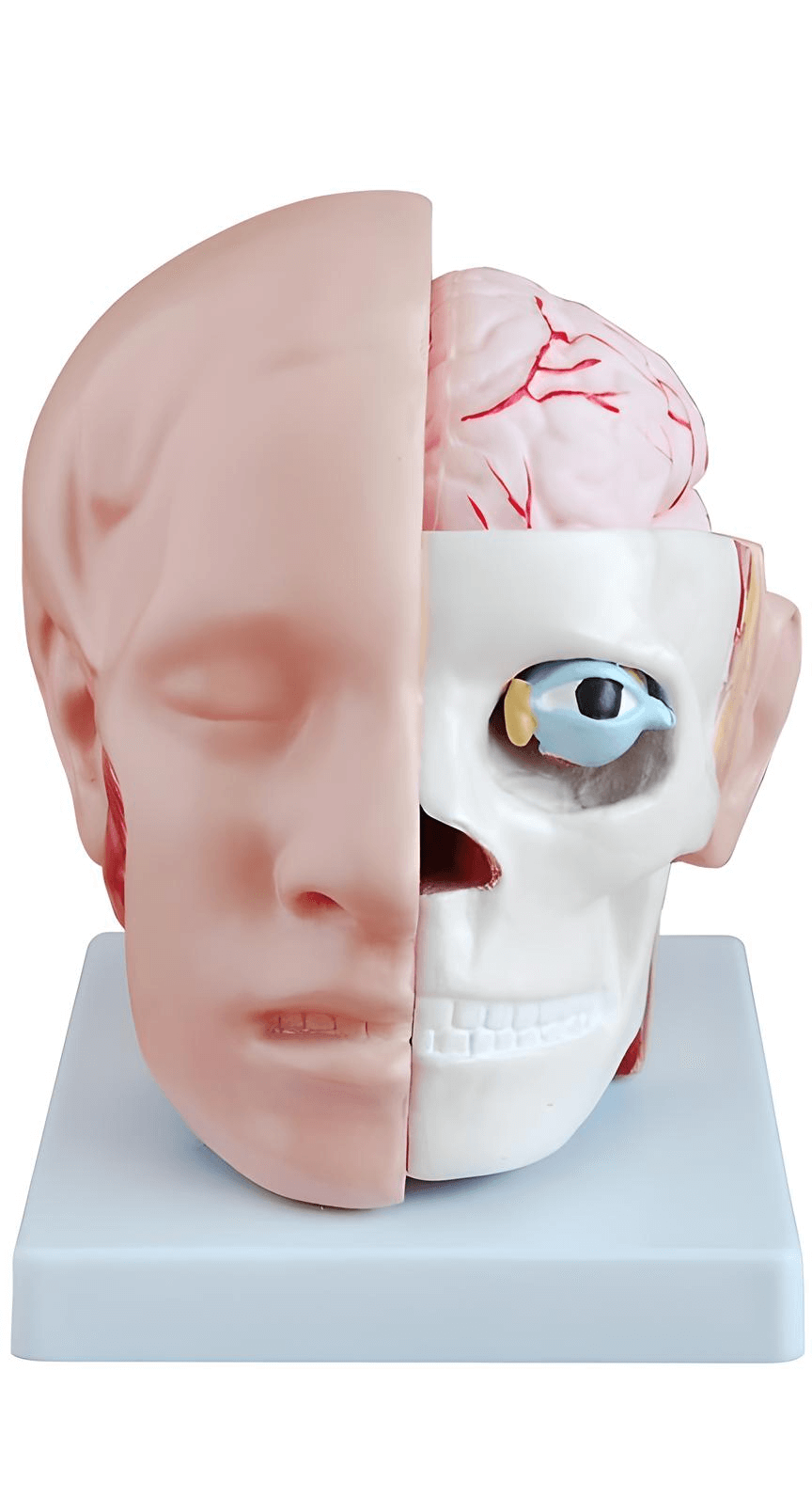 logoหุ่นจำลองศีรษะและสมอง