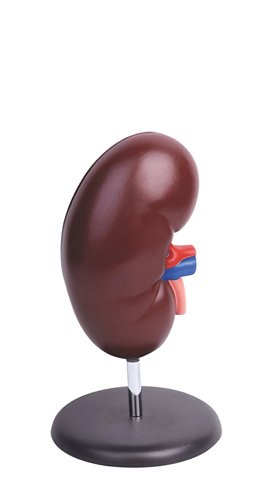 logoหุ่นจำลองไต