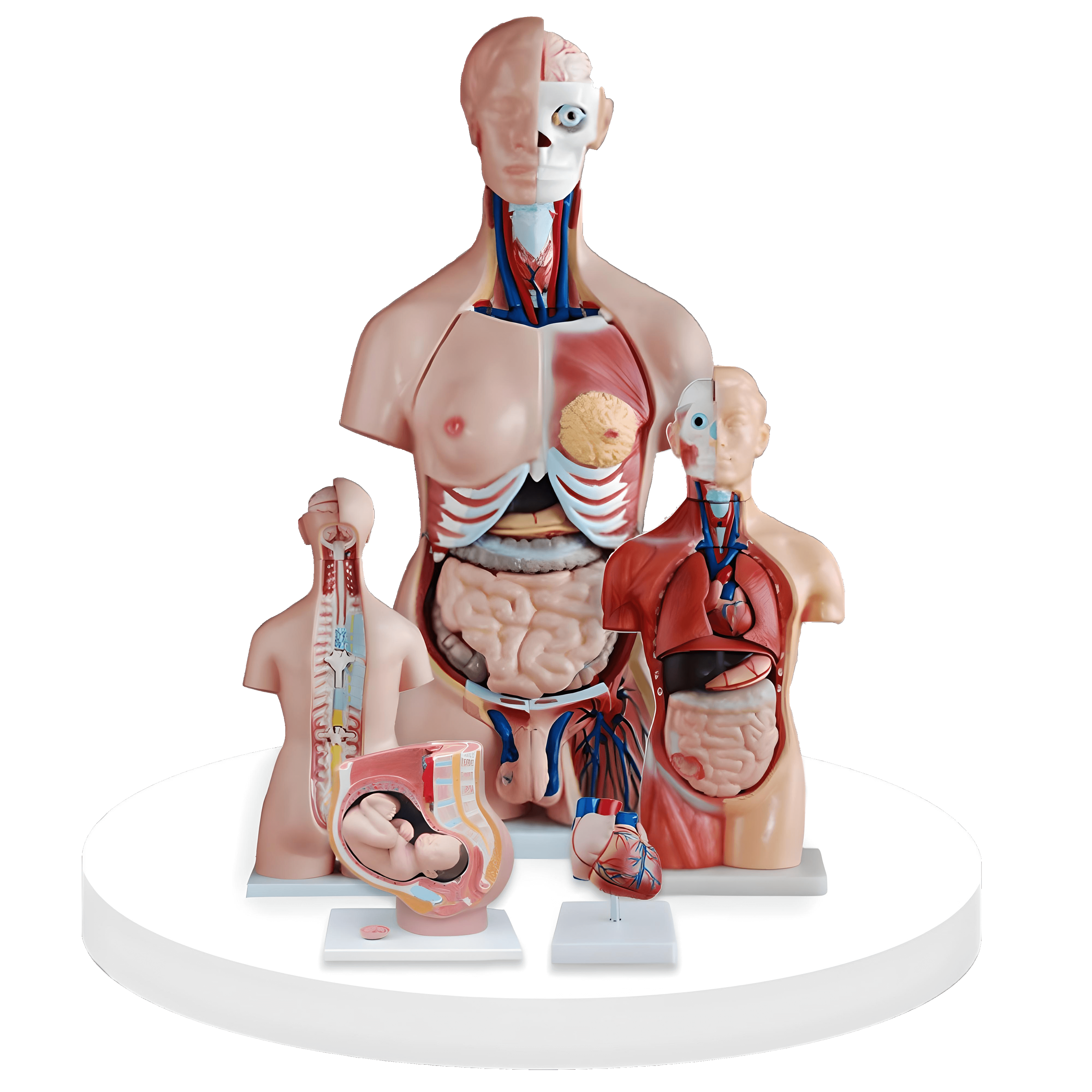 nextomy